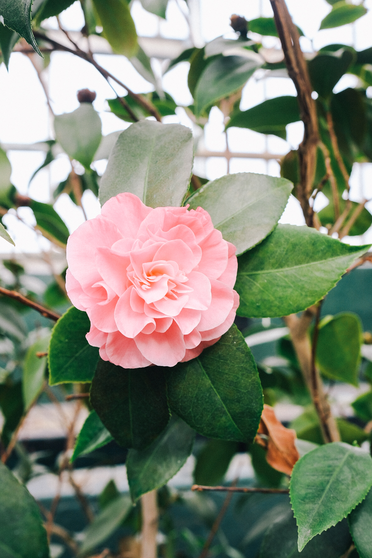 bloom + grow .14 | Miss Madeline Rose