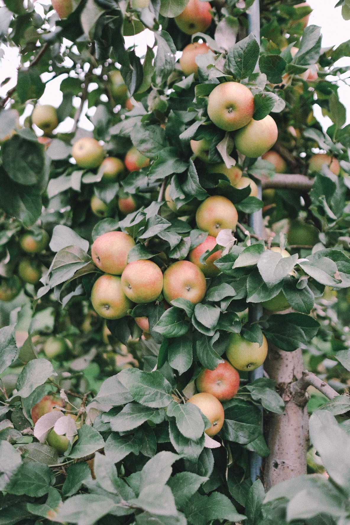 honeycrisp apples | Miss Madeline Rose