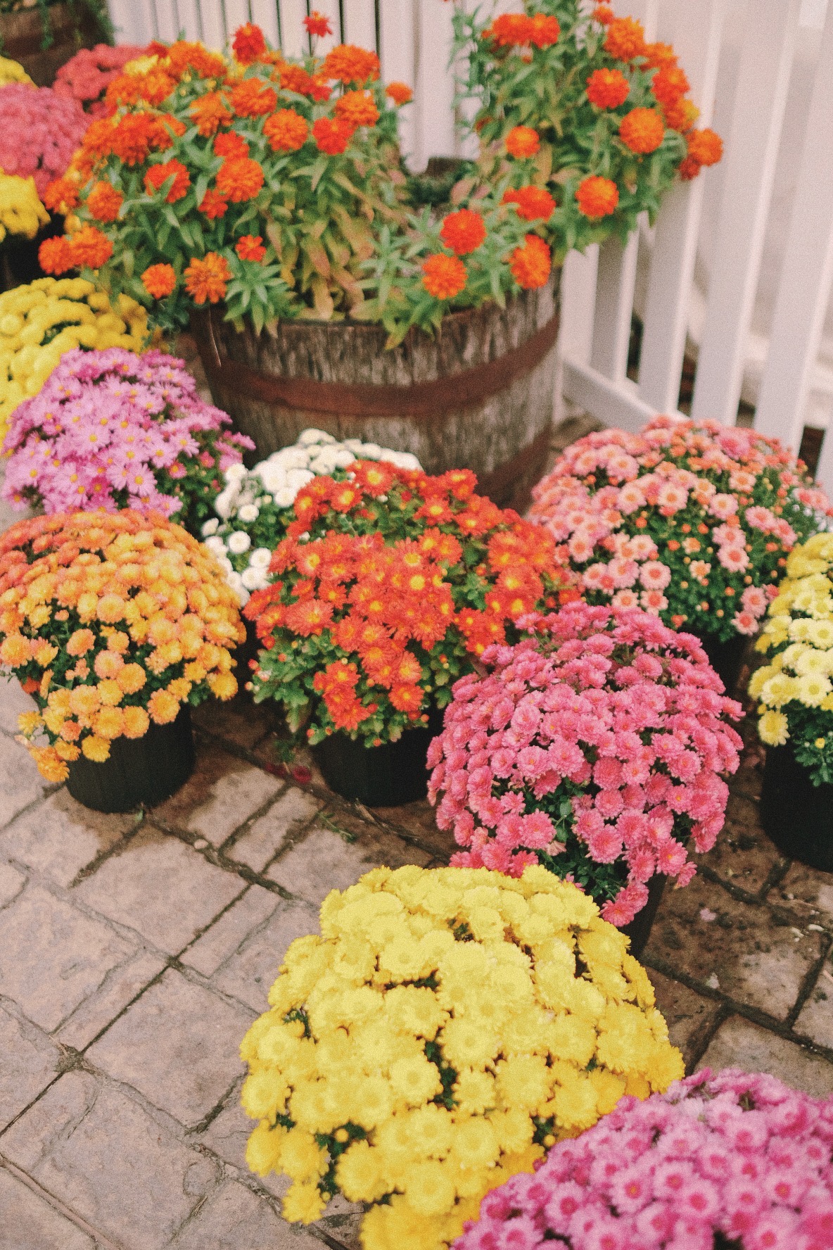 Colorful mums for fall | Miss Madeline Rose